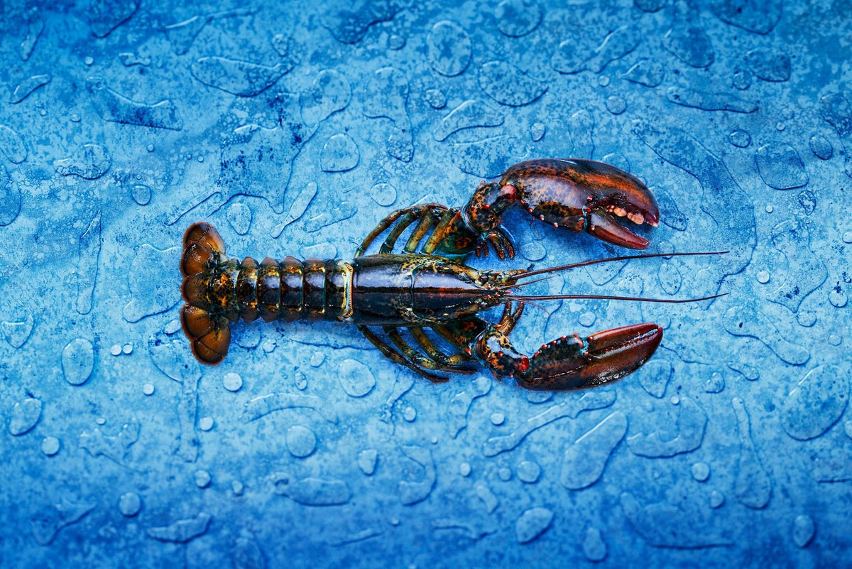 Live Canadian Lobster Newfoundland Lobsters